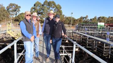  Alcoa Farmlands, Wagerup/Pinjarra, were the volume vendor at the Elders beef store cattle sale at Boyanup last week. Alcoa Farmlands farm co-ordinators Gavin Clark (left) and Richard Gardiner, and Alcoa Farmlands manager, Vaughn Byrd, caught up with Virbac central WA area sales manager Kylie Meloury.