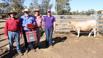 Values topped at $7500 for a Charolais bull at the annual Liberty Charolais and Shorthorn yearling bull sale at Toodyay last week. With the top-priced bull Liberty Unforgetabull U78 (PP) (by Palgrove Poundmaker P2046) were buyer Henry Sommer (left), Rhoman Brahmans, Walkaway, top-priced bull buyer sponsor Jason McKie, Zoetis WA, Elders, Gingin agent Geoff Shipp and Jess Yost, Liberty and Culham studs, Toodyay.