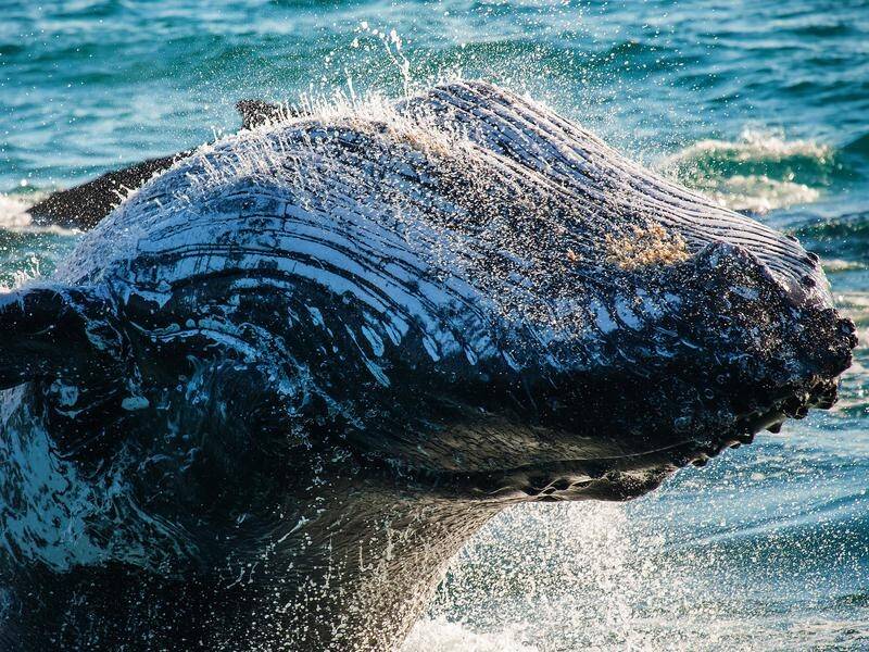 Tens of thousands of whales are expected to start their annual migration along Australia's coast.
