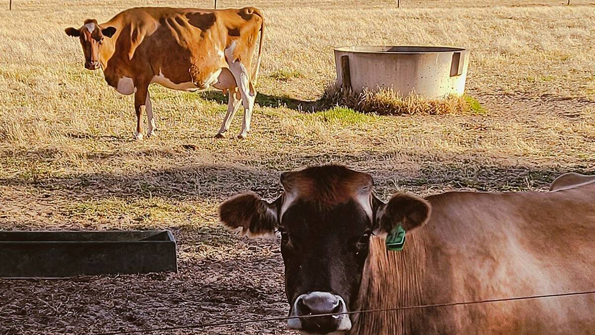 LOCAL: Locally-sourced ingredients, such as cows milk from a farm only 40 minutes away from Mandurah, is what makes Groundswell unique. Photo: Groundswell Drivethru Facebook.
