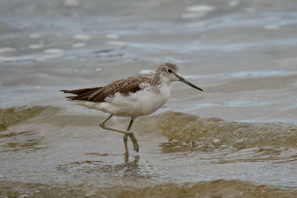 POPULATION DECLINE: The Common Greenshank is an example of a migratory shorebird which visits Mandurah. Photo: Supplied.