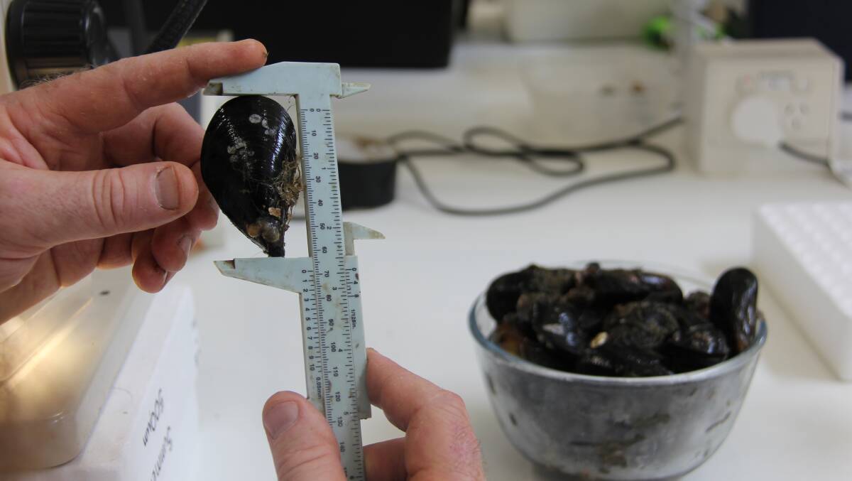 SMALL SIZE, BIG IMPACT: Shellfish are instrumental to the health and biodiversity of waterways. Picture: Fiona Valensini, The Nature Conservancy.