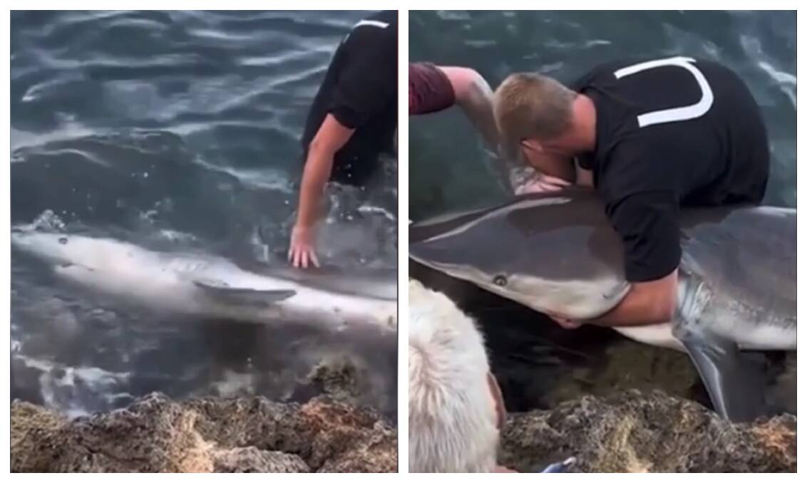 Woman Has Removed Over 300 Hooks From Sharks' Mouths
