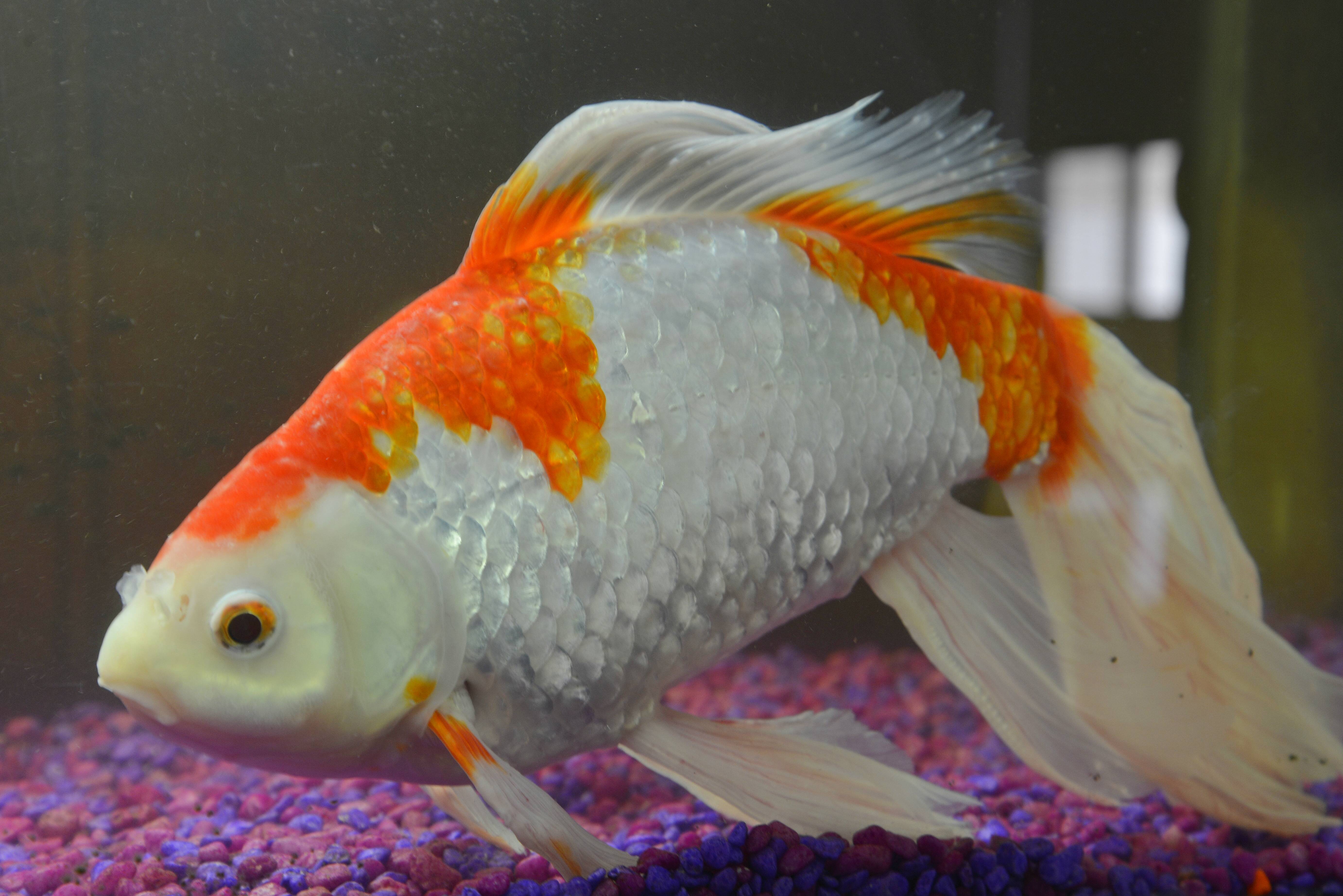 the worlds biggest goldfish