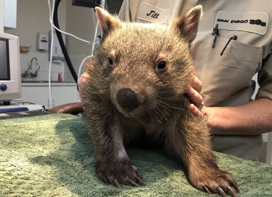 NSWfires, wildlife: Wombat burnt in bushfire helped by zoo staff ...