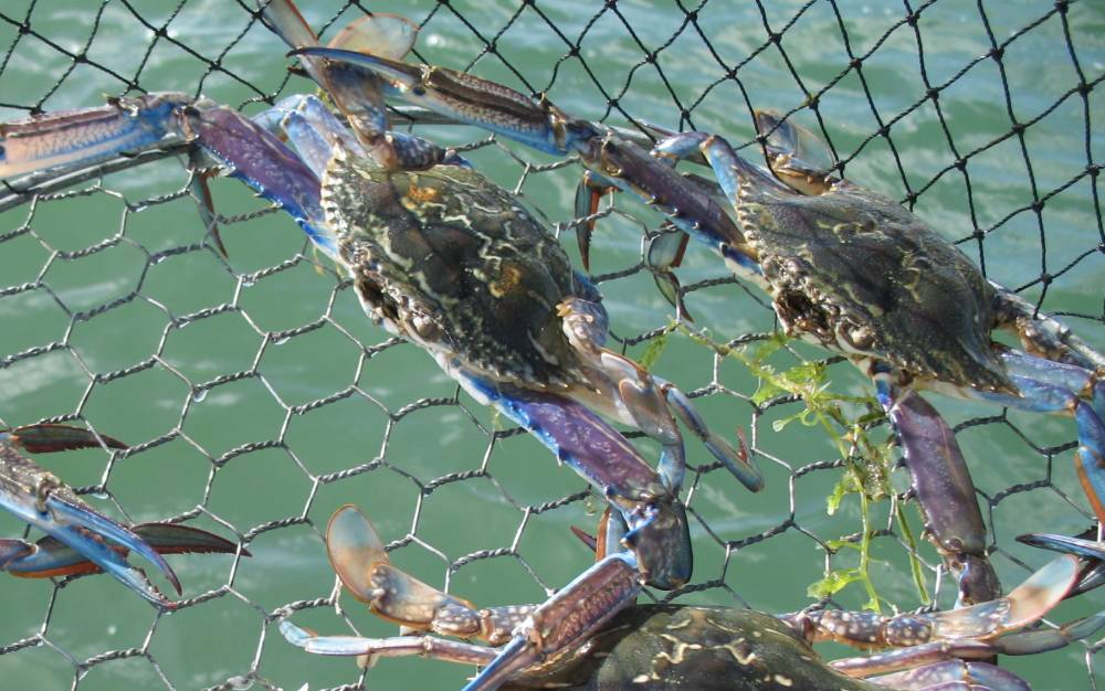 Fishing season for blue swimmer crabs to resume on December 1, following  three-month closure, Mandurah Mail