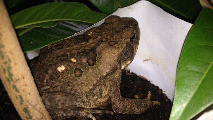 Cane toads were discovered in the fruit plants which had been loaded onto a lorry at Kununnura. Photo: Parks and Wildife 