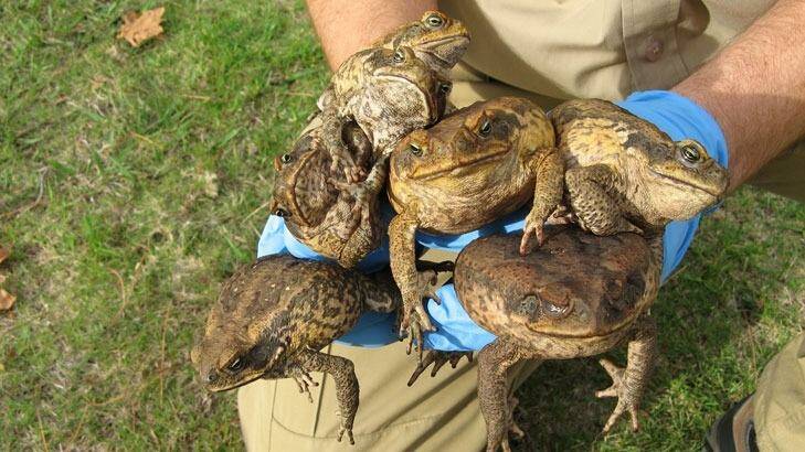 Seven live cane toads were found. Photo: Parks and Wildlife 