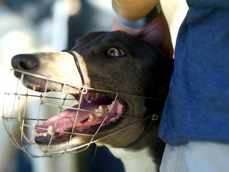why do greyhounds need a muzzle