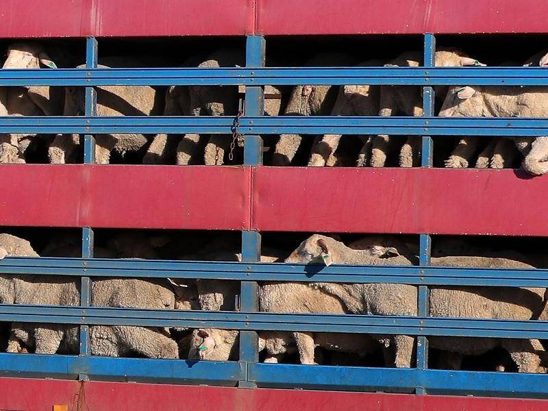 Federal parliament's agriculture committee has backed legislation to ban live sheep exports. (Richard Wainwright/AAP PHOTOS)